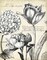 Pen and Ink Floral Study IV Poster Print by Marie Elaine Cusson - Item # VARPDXRB10888MC